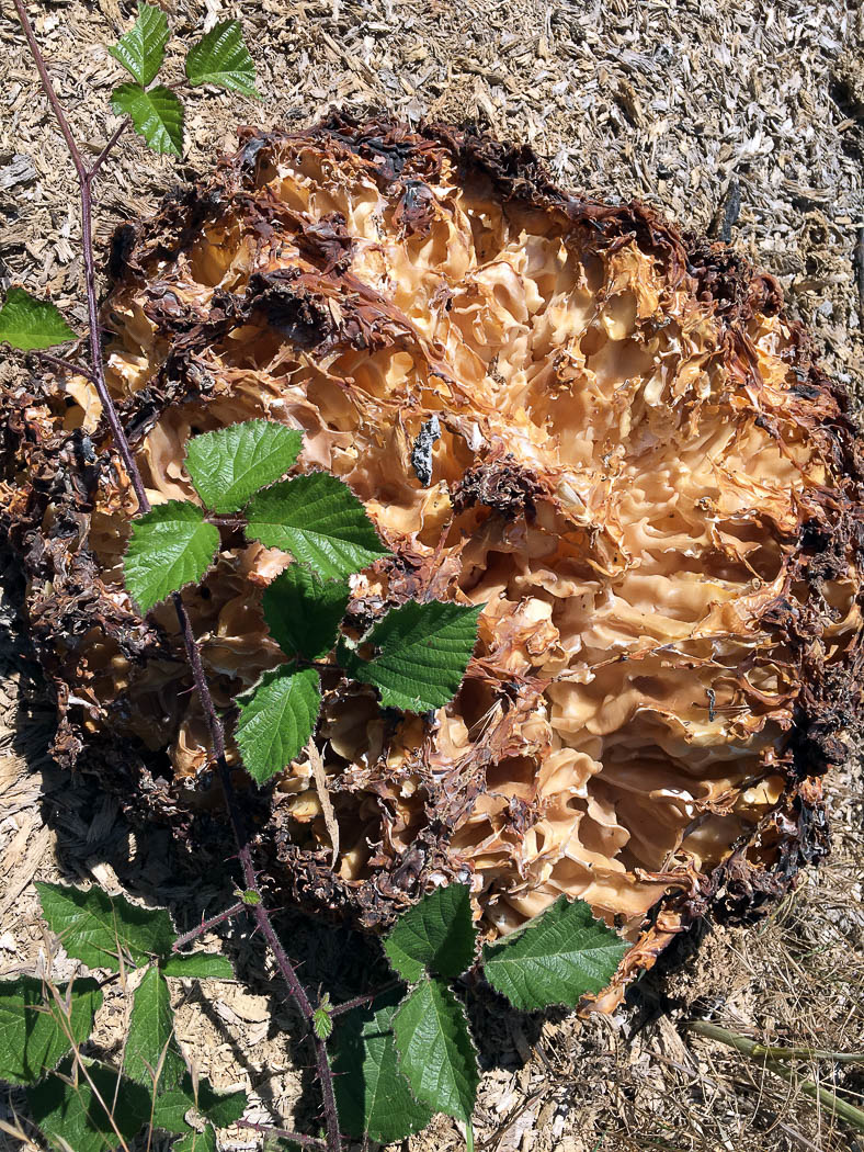 Photo by Joanna Dodsworth Daleomyces phillipsii by Joanna Dodsworth